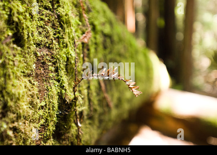 Sequoia Forest en Californie Banque D'Images