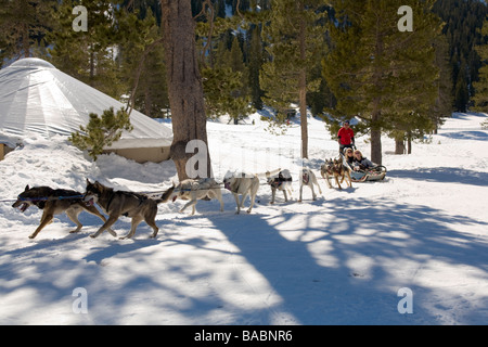 Olympic Valley California Wilderness Adventures Tours de traîneau à chien Banque D'Images