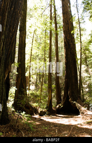 Sequoia Forest en Californie Banque D'Images