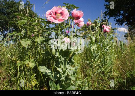 Floraison rose coquelicots poussant sur la bande de champ de maïs Essex Banque D'Images