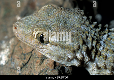 Gecko Tarentola mauritanica, mauresque, l'île de Capraia, Toscane, Italie Banque D'Images