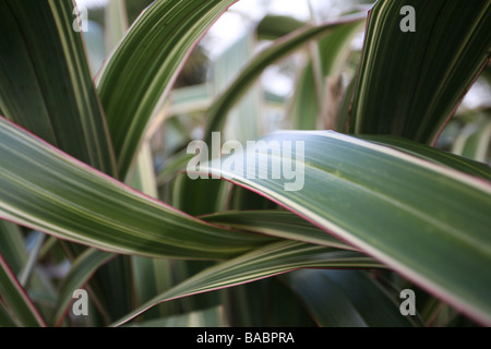 Phormium tenax / lin néo-zélandais, avec bordure rose et feuillage légèrement panaché, gros plan Banque D'Images