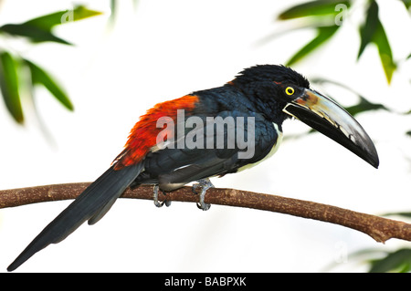 Aracari à collier oiseau toucan perché sur une branche Banque D'Images