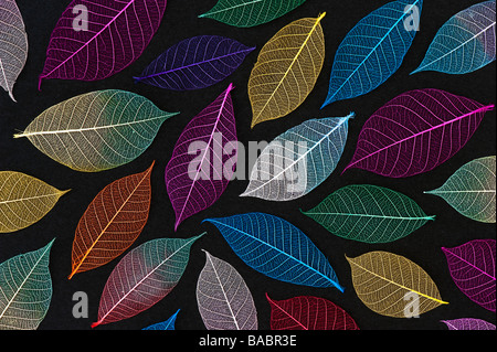 Feuilles squelette de couleur sur fond noir Banque D'Images