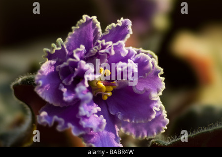 La violette africaine (Saintpaulia ionantha) close-up Banque D'Images