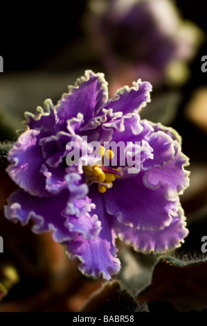 La violette africaine (Saintpaulia ionantha) close-up Banque D'Images