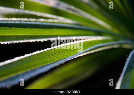 Trachycarpus fortunei / Chusan palm leaf avec le gel attraper la lumière du soleil du matin, fond sombre Banque D'Images