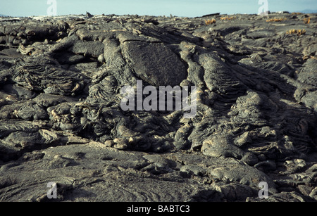 Îles Galapagos. L'île de Fernandina.larve champs sont une caractéristique de cette île Banque D'Images