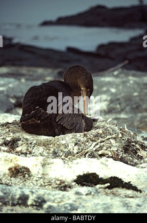 Îles Galapagos. 'Nannopterum harrisi Cormoran aptère" .des profils sur son nid avec les jeunes ; Banque D'Images