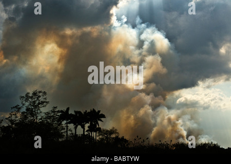 Tempête de feu sur les champs de canne à sucre dans les régions rurales de Cuba. Banque D'Images