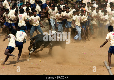 L'Inde, le Tamil Nadu, Pongal, Harvest Festival, rodéos Banque D'Images