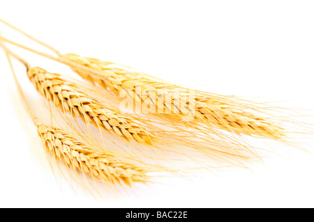 Tiges de blé d'or isolé sur fond blanc Banque D'Images