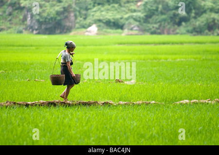 Vietnam, province de Hoa Binh, Ban Ko village de Muong ethnique Tay blanc femme dans le domaine Banque D'Images