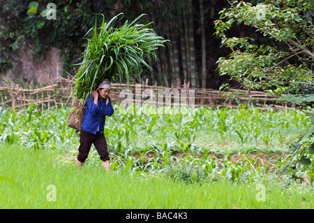 Vietnam, province de Hoa Binh, Ban Ko village de Muong ethnique Tay blanc femme transportant du foin de graminées Banque D'Images