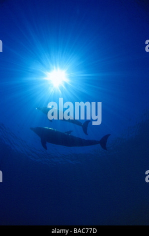 Les dauphins de la Mer Rouge Marsa Alam Samadai Bay, sous-marin, l'eau claire, l'eau bleu, plongée, plongée sous-marine, l'océan, sur la mer, plongée avec tuba, de mammifères Banque D'Images