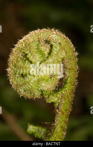 Seul le rouleau de fougère Banque D'Images