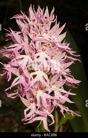 Wild Orchid, Orchis italica, Mugla Turquie Avril Banque D'Images