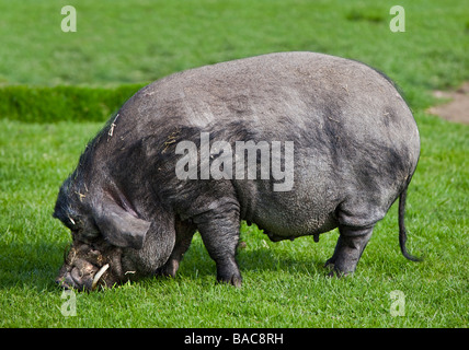 Vietnamese Pot-Bellied Pig Banque D'Images