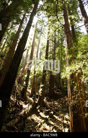 Sequoia Forest en Californie Banque D'Images