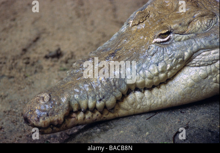 Crocodile Crocodylus acutus, Sud, Centre Nord Banque D'Images