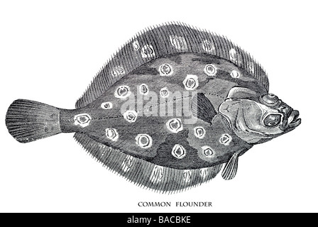 Flet Platichthys Paralichthys commun poissons plats de l'océan Atlantique Nord Platichthys flesus Paralichthys dentatus lethos Banque D'Images