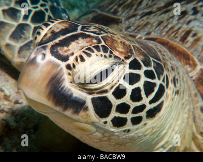 Portrait en gros plan de la tête de tortue de mer verte Banque D'Images