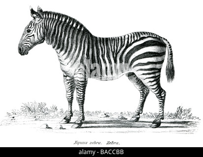 Les équidés Équidés Equus zebra blanc et noir africain harems rayures zèbre de plaines troupeaux Mountain Banque D'Images