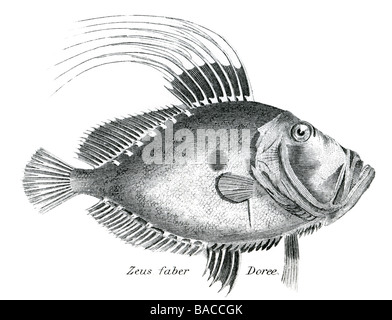 Zeus faber doree John Dory, également connu sous le nom de St Pierre, se réfère à poissons du genre Zeus Zeus faber, en particulier, d'une dist Banque D'Images