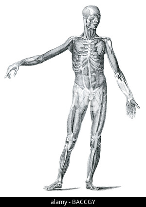 Le tissu musculaire est contractile du corps et est dérivé de la couche mésodermique embryonnaire des cellules germinales. Les cellules musculaires cont Banque D'Images