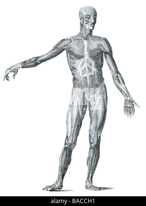 Le tissu musculaire est contractile du corps et est dérivé de la couche mésodermique embryonnaire des cellules germinales. Les cellules musculaires cont Banque D'Images