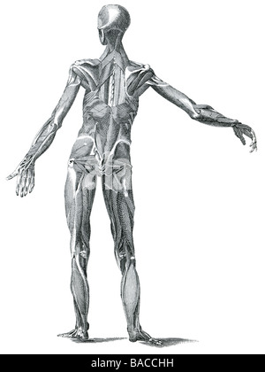 Le tissu musculaire est contractile du corps et est dérivé de la couche mésodermique embryonnaire des cellules germinales. Les cellules musculaires cont Banque D'Images