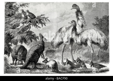 Les oiseaux et les animaux australiens présenté par le duc d'Édimbourg pour le prince de Galles Banque D'Images