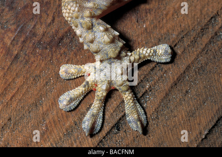 Gecko Tarentola mauritanica, mauresque, l'île de Capraia, Toscane, Italie Banque D'Images