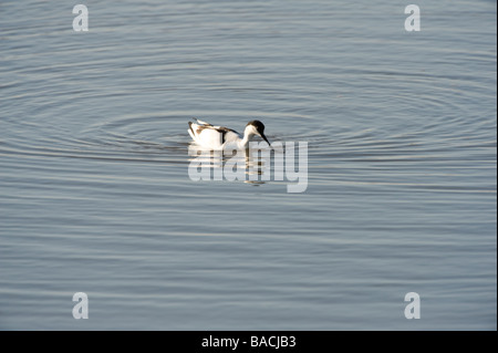 Avocette élégante (Recurvirostra avocetta eurasienne) des profils sur l'eau Blacktoft Sands Réserve Naturelle RSPB Goole Whitgift East Yorkshire Avril Banque D'Images