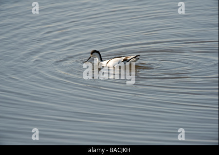 Blacktoft Sands Réserve Naturelle RSPB Goole Whitgift East Yorkshire Avril Banque D'Images