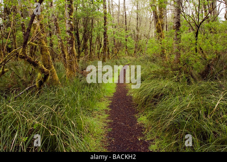 Sentier forestier - Cap déception State Park, Washington Banque D'Images