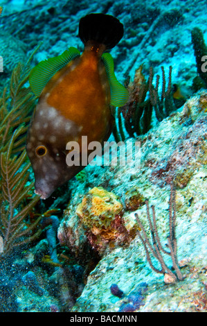 Whitespotted unique en phase orange balistes au-dessus de coraux près de l'île de Bonaire Banque D'Images