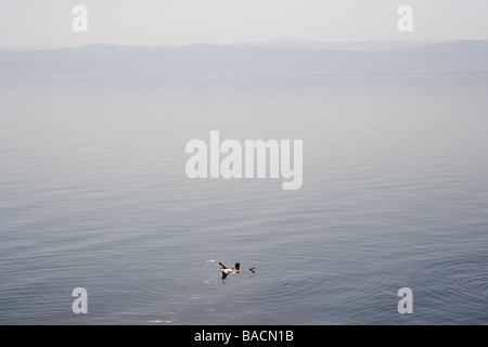 Les touristes à la mer Morte, Marriott Dead Sea Resort, Jordanie Banque D'Images