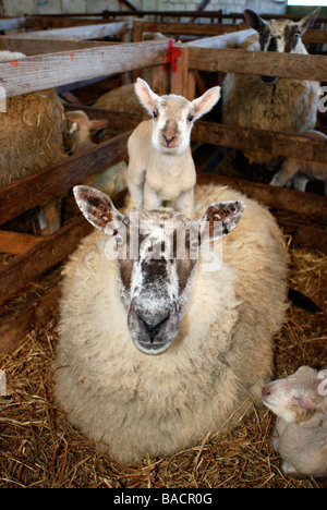 Un agneau nouveau-né debout sur son dos dans une mères un stylo Banque D'Images