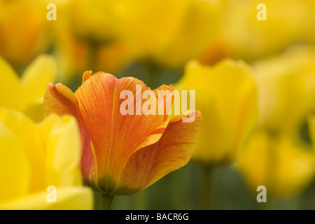 Tulipes orange dans une mer de tulipes jaune Banque D'Images