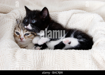 Petit portrait noir et blanc et tabby chaton blotti ensemble Banque D'Images