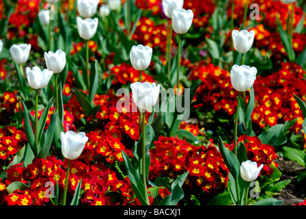 South Park Norwood - belle composition de fleurs tulipes Banque D'Images