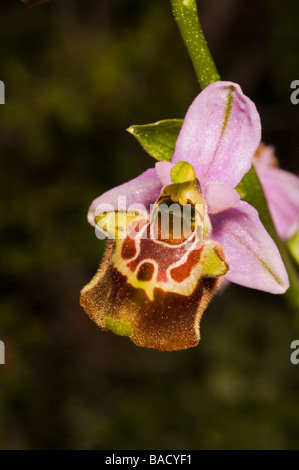 L'orchidée abeille, Ophrys scolopax, Mugla Turquie Avril Banque D'Images