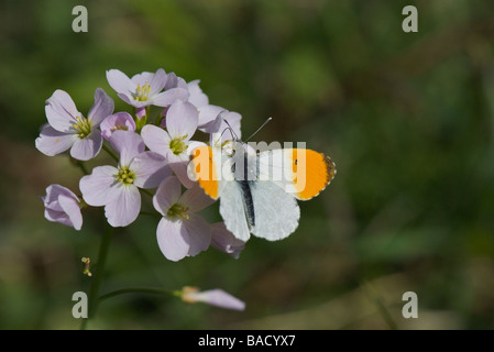 Astuce Orange papillon sur fleur de Coucou Banque D'Images