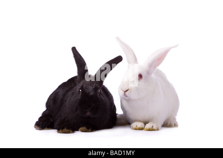 Lapin Noir et blanc lapin isolé sur fond blanc Banque D'Images