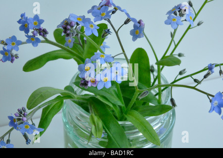 Forget-me-nots dans un pot de confiture Banque D'Images