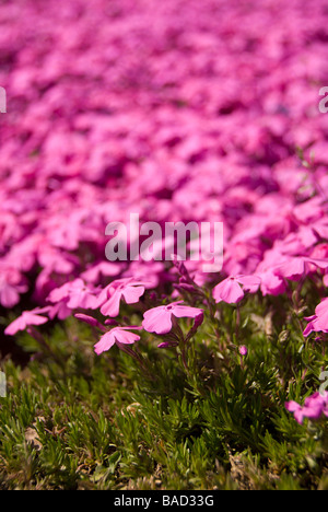 Une plantation de masse rose lumineux moss phlox Phlox subulata fleurit en avril dans la région de Kanto au Japon Banque D'Images