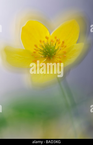 Anémone jaune, jaune ou l'anémone des bois anémone renoncule ; Amérique : Anemone Banque D'Images