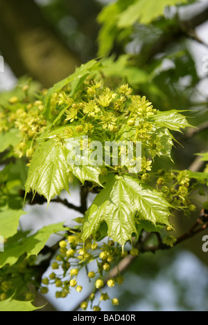 Fleurs de l'érable de Norvège, Acer platanoides, Aceraceae Banque D'Images