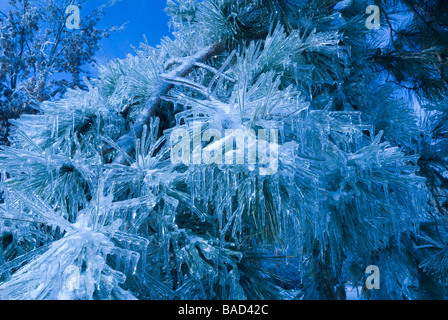 Revêtement de glace des branches d'arbre à partir de la pluie verglaçante dans l'indiana Banque D'Images